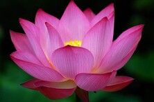 lotus rose
