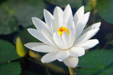 Lotus white 2