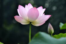 lotus with bud