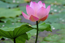 lotus rose 2