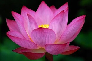 lotus rose