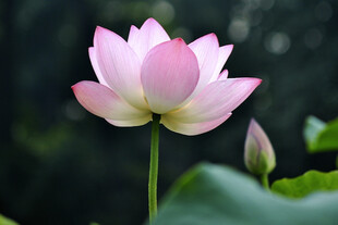 lotus with bud