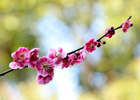 inspiring branch